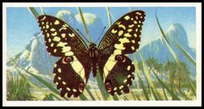 3 Papilio demodocus